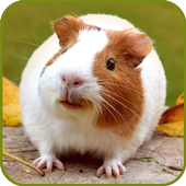 Guinea Pig Wallpaper